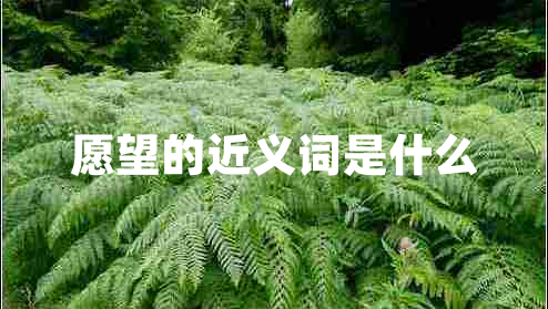 愿望的近義詞是什么