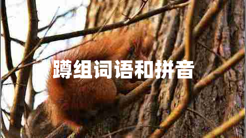 蹲組詞語和拼音