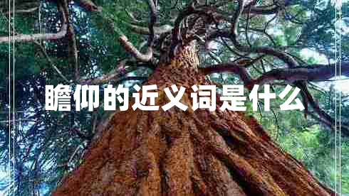 瞻仰的近義詞是什么