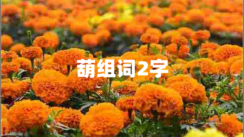 葫組詞2字