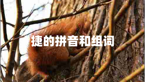 捷的拼音和組詞 捷的拼音和組詞