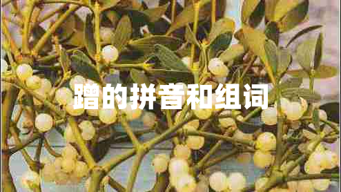 蹭的拼音和組詞