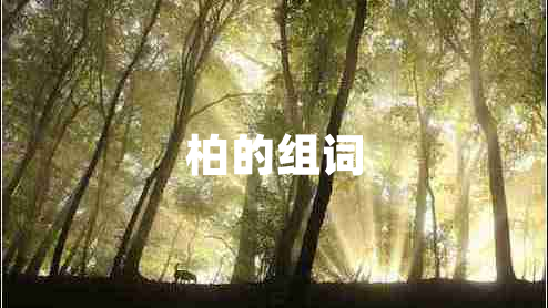 柏的組詞 柏的組詞
