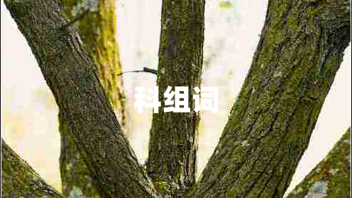 科組詞 科組詞