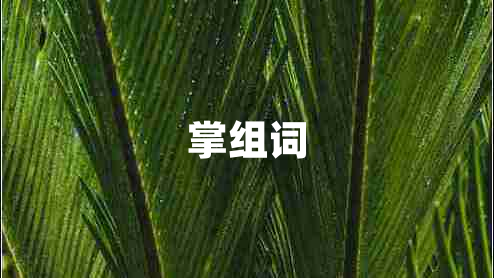 掌組詞 掌組詞