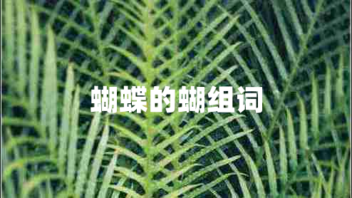 蝴蝶的蝴組詞