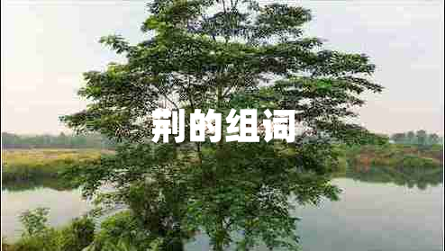 荊的組詞 荊的組詞