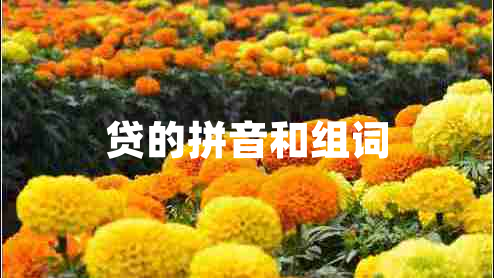 貸的拼音和組詞 貸的拼音和組詞