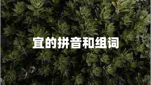 宜的拼音和組詞