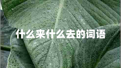 什么來(lái)什么去的詞語(yǔ)