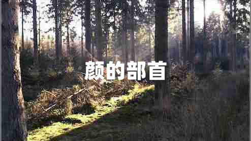 顏的部首 顏的部首