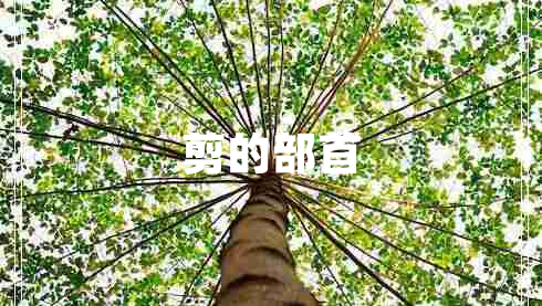 剪的部首 剪的部首