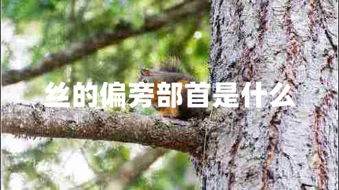 絲的偏旁部首是什么