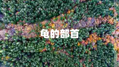 龜?shù)牟渴? title=