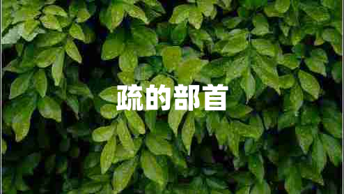 疏的部首 疏的部首