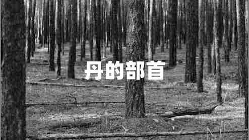 丹的部首 丹的部首