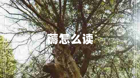 薅怎么讀 薅怎么讀