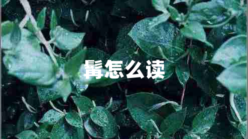 髯怎么讀 髯怎么讀