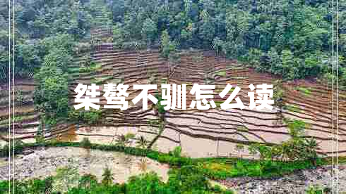 桀驁不馴怎么讀