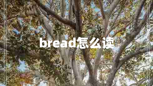 bread怎么讀