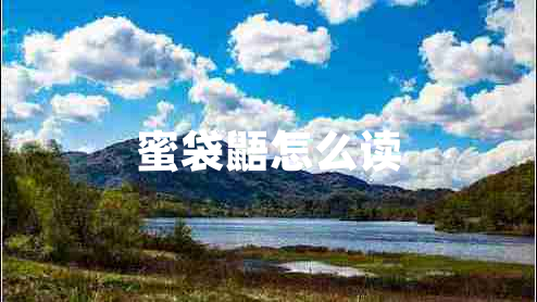 蜜袋鼯怎么讀 蜜袋鼯怎么讀