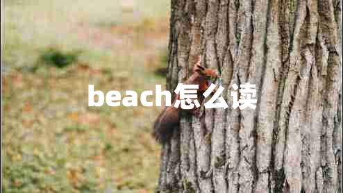 beach怎么讀