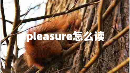 pleasure怎么讀