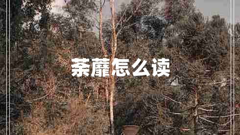荼蘼怎么讀