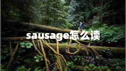 sausage怎么讀