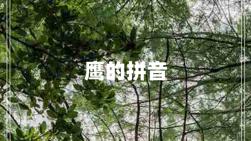 鷹的拼音 鷹的拼音