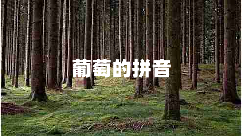 葡萄的拼音 葡萄的拼音