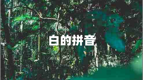 白的拼音 白的拼音