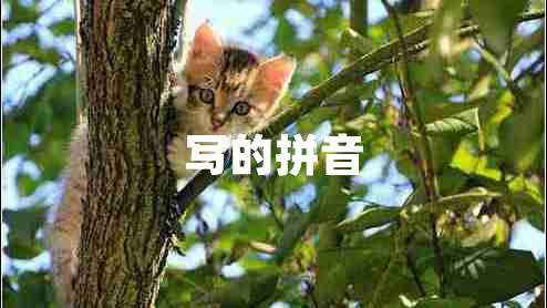 寫的拼音 寫的拼音