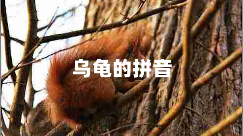 烏龜?shù)钠匆? title=