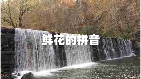 鮮花的拼音 鮮花的拼音