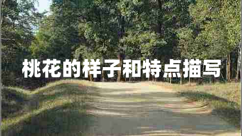 桃花的樣子和特點描寫