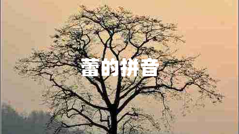 蕾的拼音 蕾的拼音