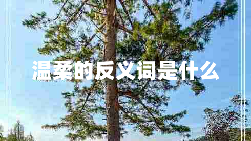 溫柔的反義詞是什么 溫柔的反義詞是什么