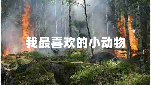 我最喜歡的小動(dòng)物
