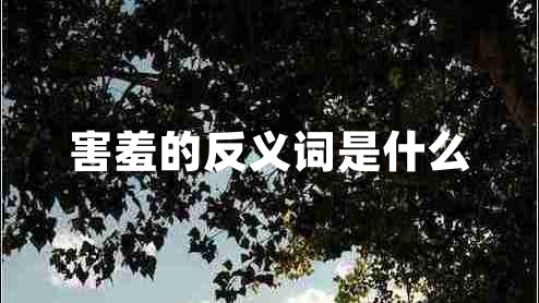 害羞的反義詞是什么