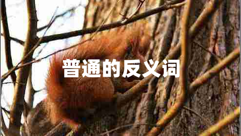 普通的反義詞