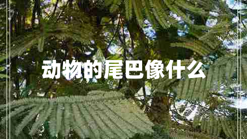 動物的尾巴像什么