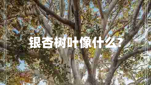 銀杏樹(shù)葉像什么?