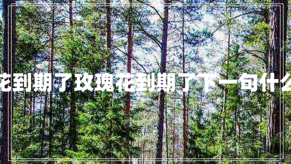 玫瑰花到期了玫瑰花到期了下一句什么意思