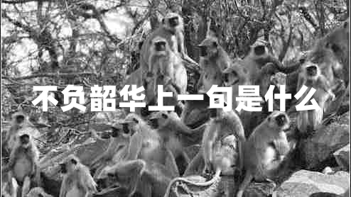 不負(fù)韶華上一句是什么