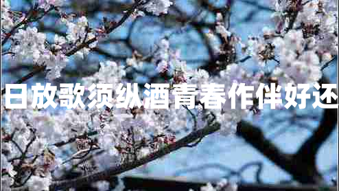 白日放歌須縱酒青春作伴好還鄉(xiāng)