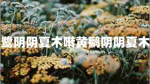 漠漠水田飛白鷺陰陰夏木囀黃鸝陰陰夏木囀黃鸝上一句 漠漠水田飛白鷺陰陰夏木囀黃鸝陰陰夏木囀黃鸝上一句