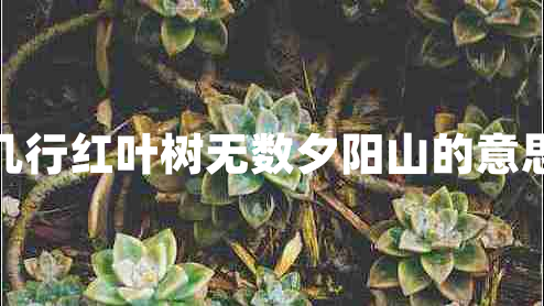 幾行紅葉樹無數(shù)夕陽(yáng)山的意思