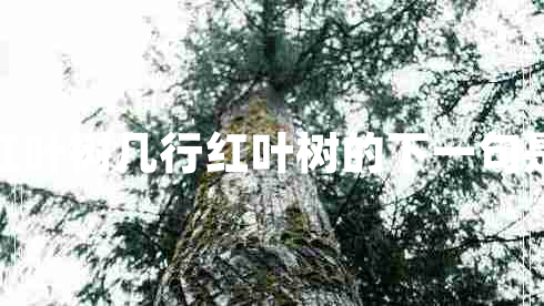 幾行紅葉樹(shù)幾行紅葉樹(shù)的下一句是什么