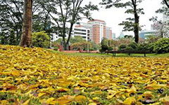 初一校園的秋天作文800字